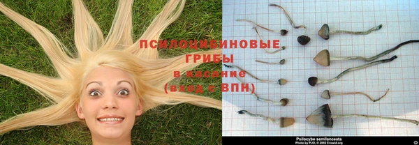 сатива Алзамай